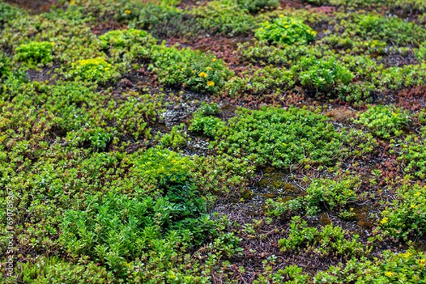 Fototapeta Green roof completely covered with vegetation, sedum rooftop