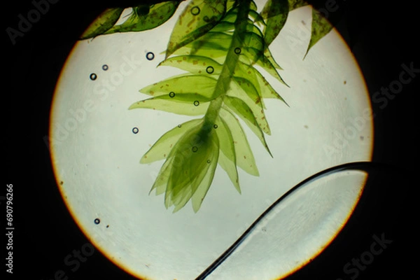 Fototapeta sphagnum moss under a microscope