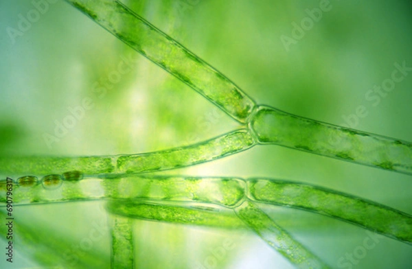 Fototapeta sphagnum moss under a microscope
