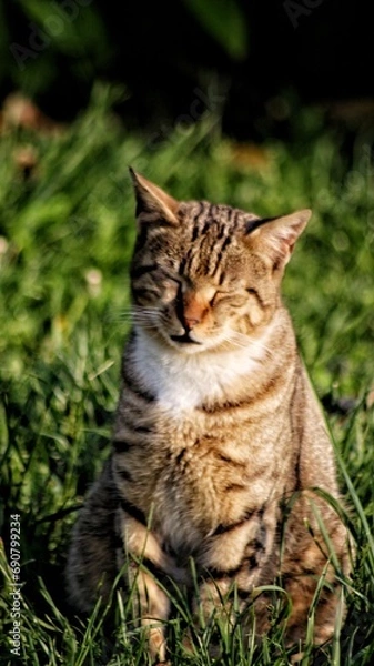 Fototapeta portrait of a cat