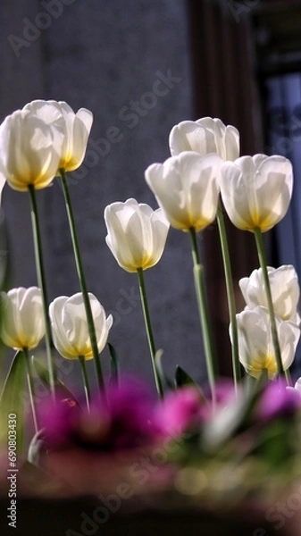 Obraz tulips in the garden