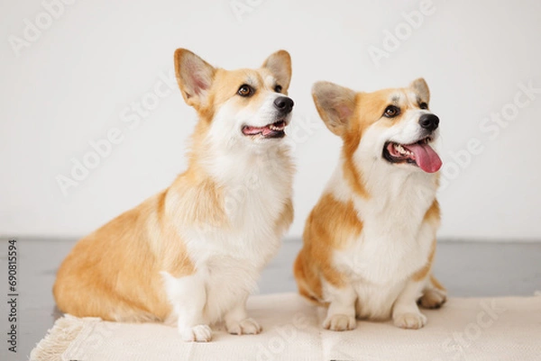 Fototapeta Portrait of adorable, happy smiling dog of the corgi breed. Beloved pet in the beautiful home.