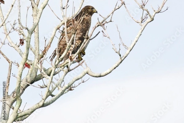 Obraz Red Shouldered Hawk perched on maple tree
