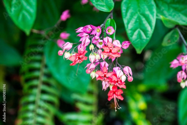 Obraz colorful flower