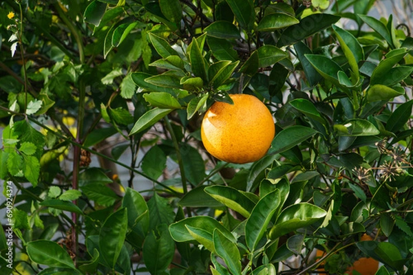 Fototapeta Large, brightly colored oranges on trees.