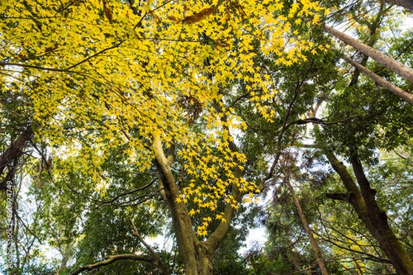 Fototapeta Autumn Fall forest orange leaves background maple trees