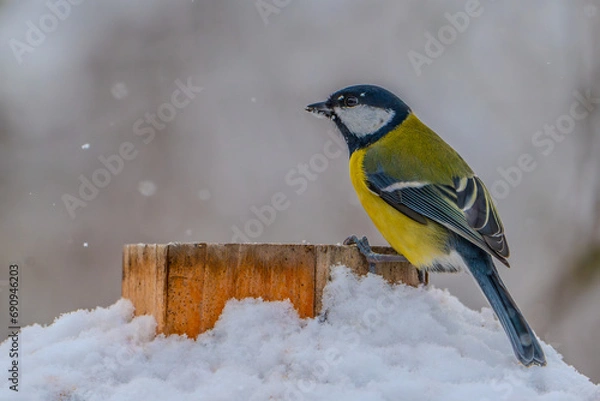 Obraz blue tit on branch