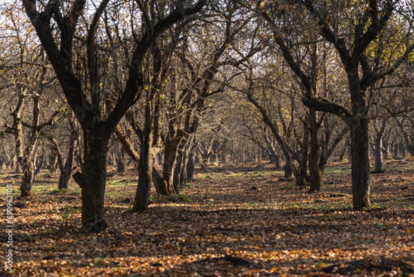 Obraz The autumn garden has shed its leaves and stands in the rays of the autumn sun. The autumn sun is shining in the apple orchard, on the ground and trees without leaves.