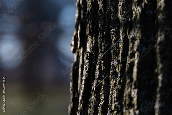 Obraz Part of a tree trunk, with textured, dark bark. A section of dark, textured bark occupies half a frame.