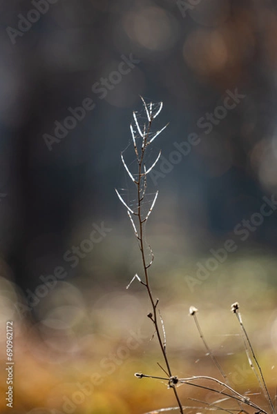 Obraz The stem of a dried plant, braided with cobwebs that shine in the sun. The sun shines brightly on a spider's web on a dry blade of grass.