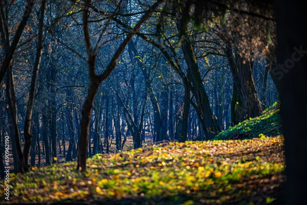 Obraz The autumn garden has shed its leaves and stands in the rays of the autumn sun. The autumn sun is shining in the apple orchard, on the ground and trees without leaves.