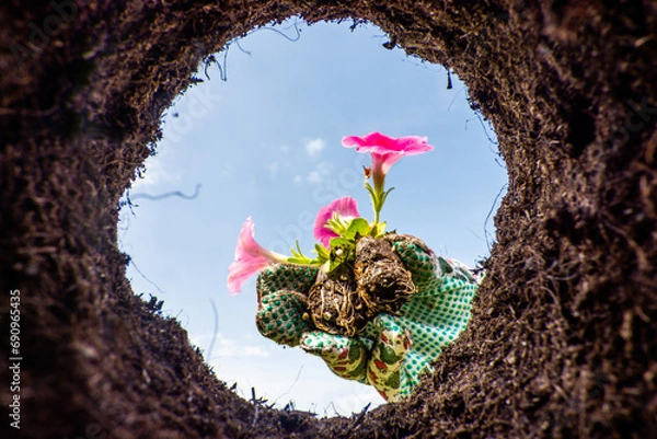 Fototapeta Close-up of woman hand in gardening gloves plants a spring flower shoot. View from a freshly dug pit on a small flower seedling. View from below.