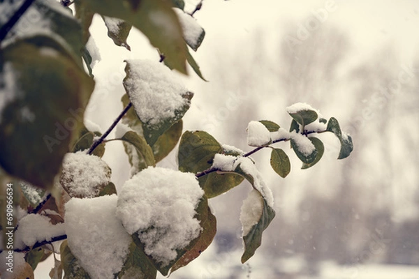Obraz A plant with bright green leaves, covered with the first snow. The first, white snow lies on the leaves that have not had time to fall.