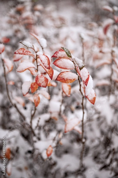 Obraz A plant with bright red and yellow leaves, covered with the first snow. The first, white snow lies on the leaves that have not had time to fall.