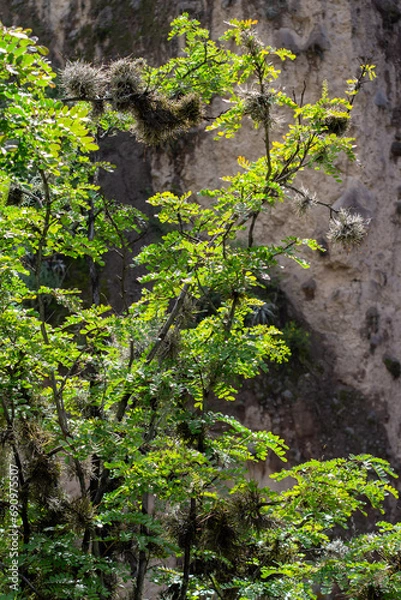 Fototapeta Tara spinosa, commonly known as tara in Quechua, also known as Peruvian carob or spiny holdback. This plant is a small leguminous tree or thorny shrub native to Peru. Colca Canyon, Peru.