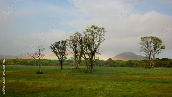 Obraz 들판 나무 위에 뜬 무지개