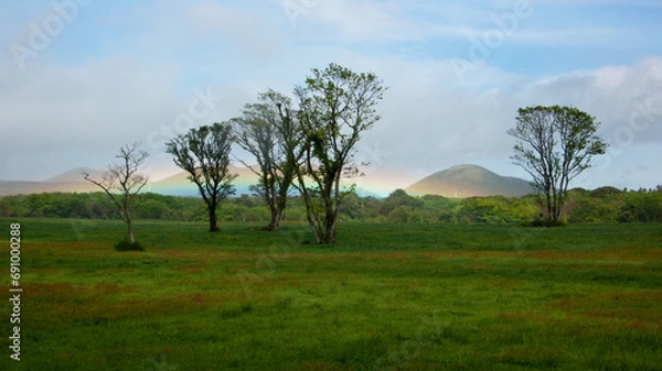 Obraz 들판 나무 위에 뜬 무지개
