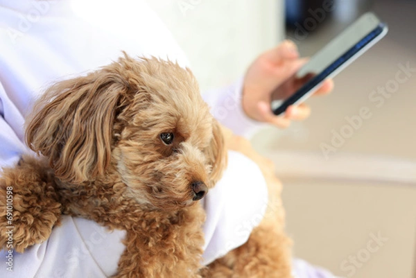Fototapeta スマホ中抱っこされるトイプードル
