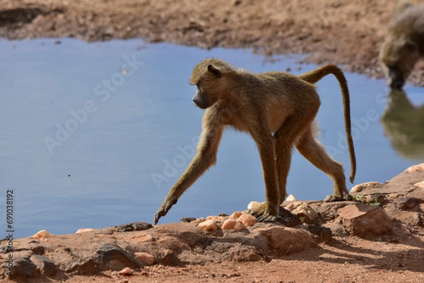 Obraz A young baboon walks on rocks at a watering hole in a national park in Kenya.