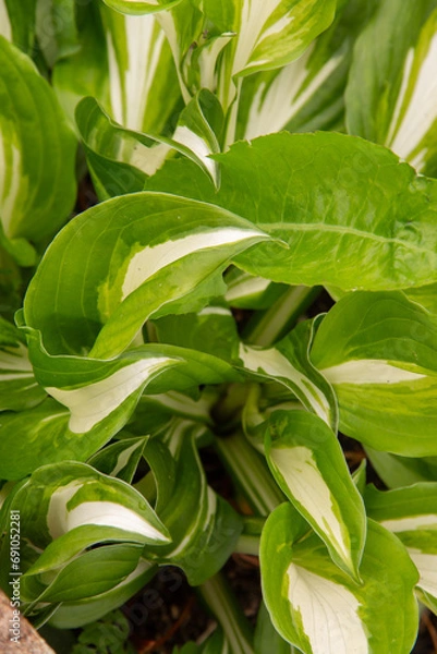 Obraz green leaves in the garden