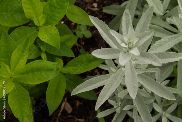 Obraz leaves in the snow