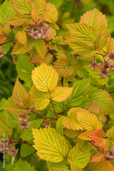 Obraz autumn leaves background