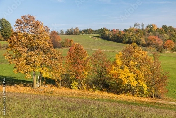 Fototapeta yellow deciduous trees autumn landscape view