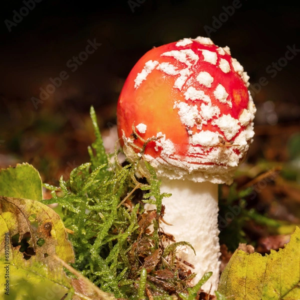 Fototapeta fly agaric mushroom