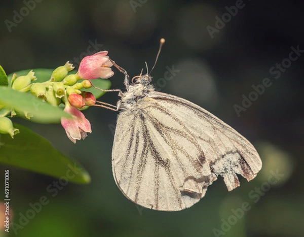 Obraz butterfly on a flower 3