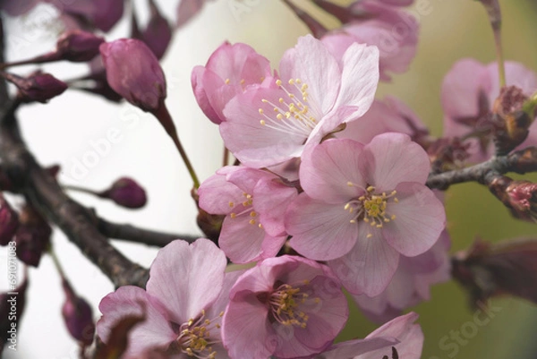 Fototapeta pink cherry blossom