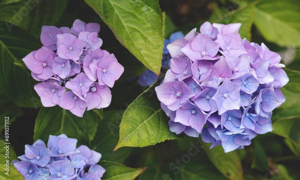 Obraz Purple flowers