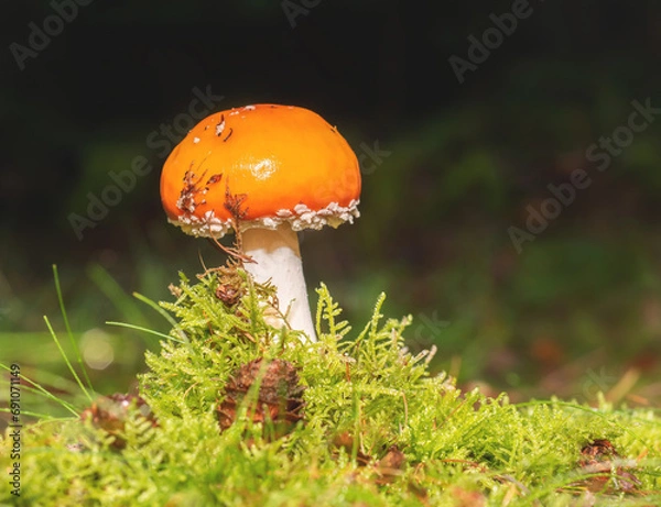 Obraz red mushroom in the forest