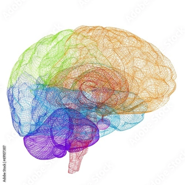 Fototapeta Creative concept of the human brain