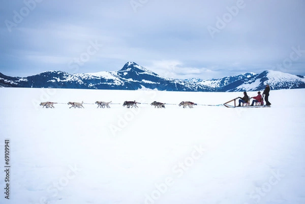 Fototapeta Tourists are pulled by a dog sled along the Norris Glacier in Al