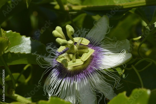 Fototapeta Passiflora edulis flower