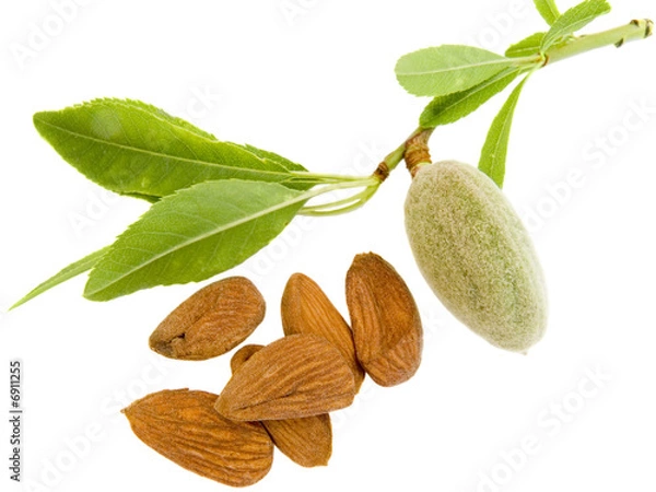 Fototapeta Young almond