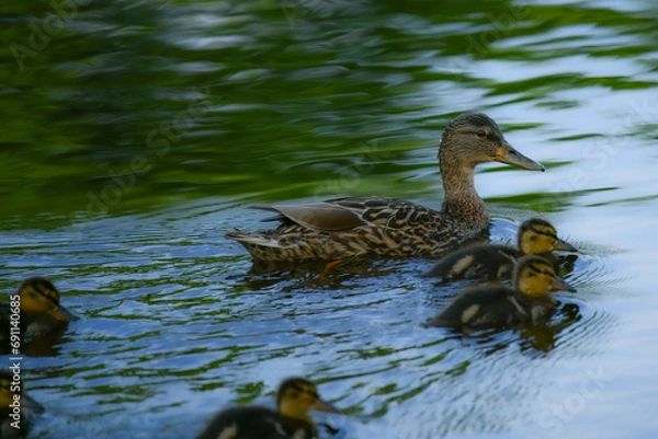 Fototapeta famille de canards