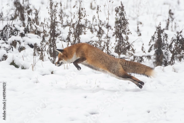Fototapeta Fähe im Schnee bei der Jagd