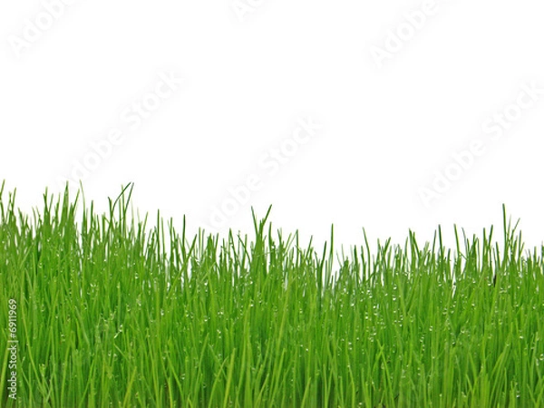 Fototapeta herbes avec des gouttelettes de rosée