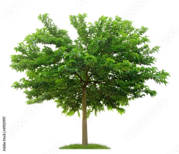 Obraz Białe drzewo morwy na białym tle