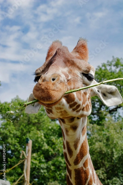 Obraz giraffe eating 