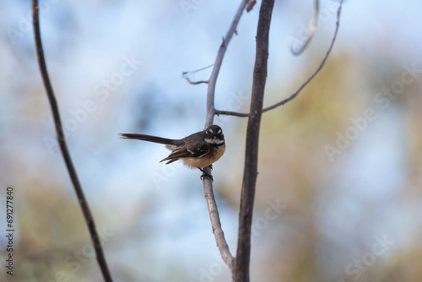 Fototapeta A grey fantail (Rhipidura albiscapa) on a branch in Far North Queensland, Australia. Looking at Camera.