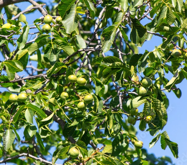 Fototapeta Walnuts on a tree against a blue sky