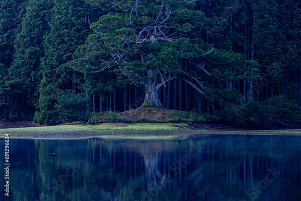 Obraz 岩尾の一本杉