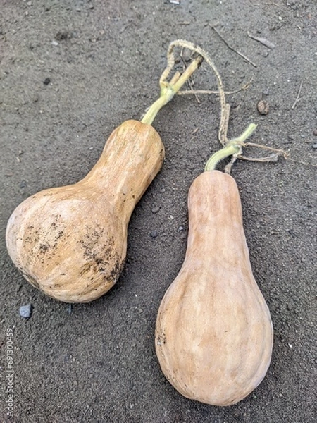 Obraz Butternut squash, organic produce, tan gourds, textured skin, earthy tones, concrete background, natural lighting, farm fresh vegetables, rustic aesthetic, harvest season, closeup photography