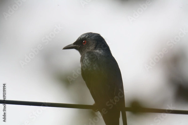 Obraz Black drongo