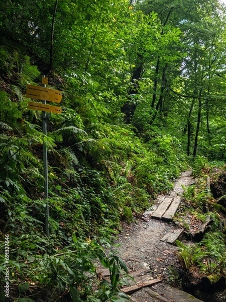 Fototapeta Ecopath in the forest