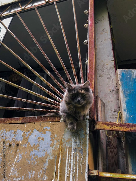 Fototapeta The cat squeezes through