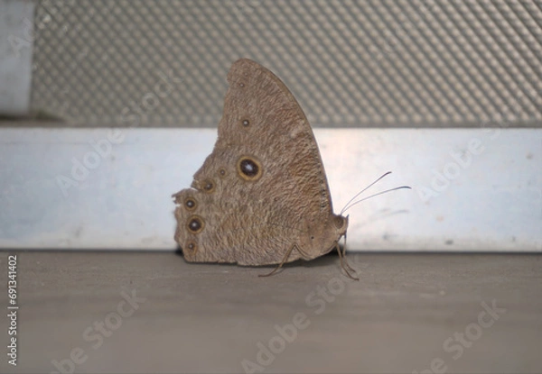 Obraz Pale Forester or Squinting Bush Brown a pale brown butterfly resting indoor at night
