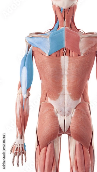 Fototapeta deep back arm lines